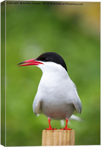 Arctic Tern. Canvas Print by Ashley Cooper