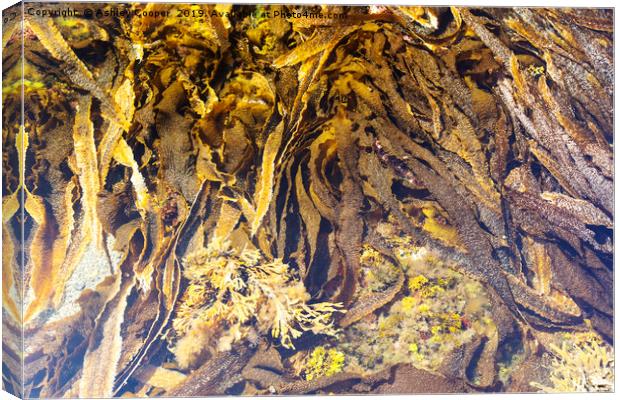Seaweed variety. Canvas Print by Ashley Cooper