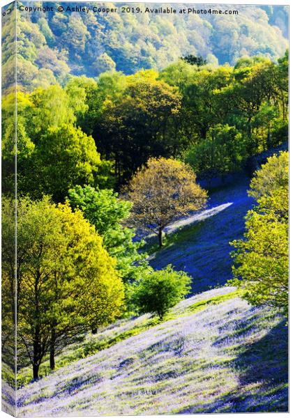 Rydal Bluebells. Canvas Print by Ashley Cooper