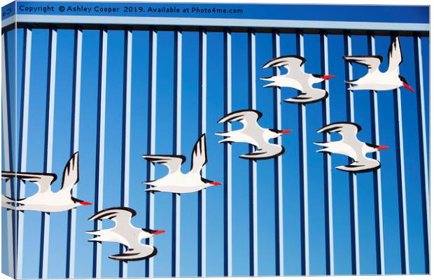 Tern fence. Canvas Print by Ashley Cooper