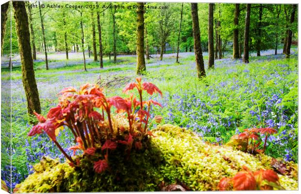 Tree stump. Canvas Print by Ashley Cooper