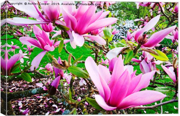 Pink Magnolia. Canvas Print by Ashley Cooper