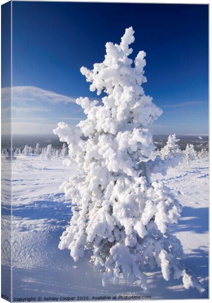 Snow tree. Canvas Print by Ashley Cooper