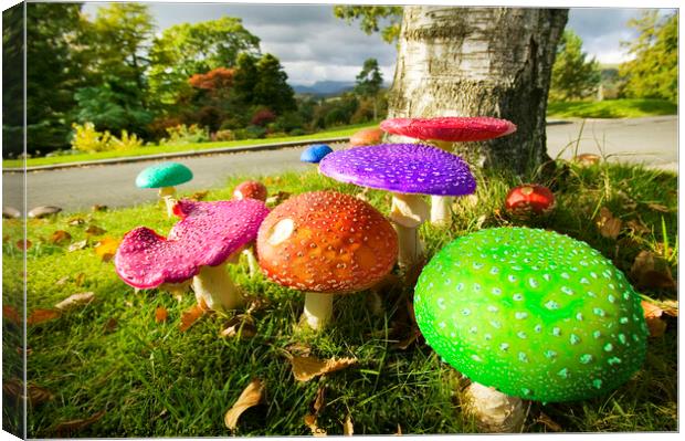 Funky funghi Canvas Print by Ashley Cooper