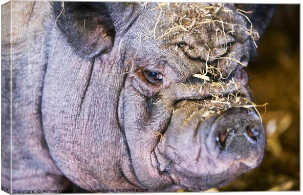 Pig ugly. Canvas Print by Ashley Cooper