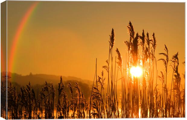 Rainbow Reeds. Canvas Print by Ashley Cooper