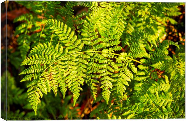 Fern frond. Canvas Print by Ashley Cooper