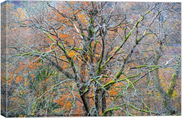 The tree. Canvas Print by Ashley Cooper