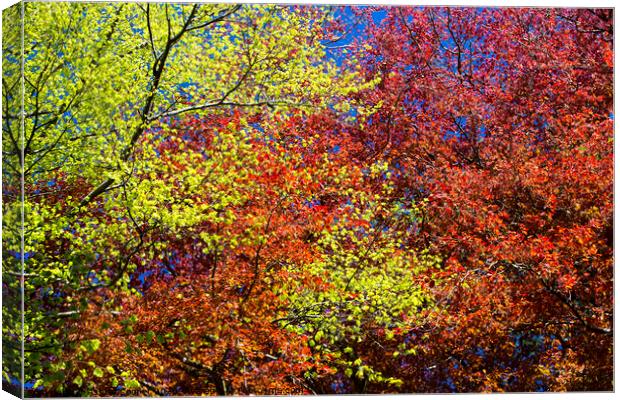 Beech Spring Canvas Print by Ashley Cooper