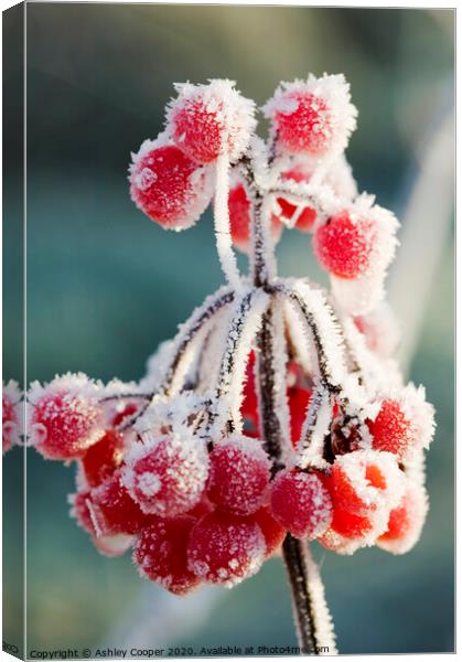 Frozen berries Canvas Print by Ashley Cooper