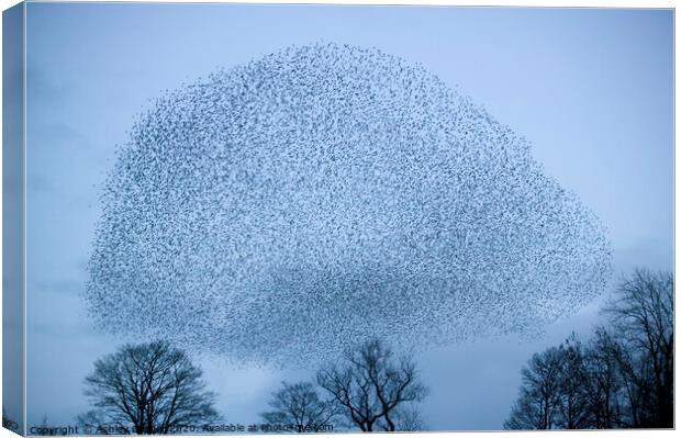 Starling murmeration Canvas Print by Ashley Cooper