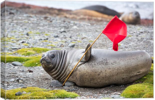 Waving seal. Canvas Print by Ashley Cooper