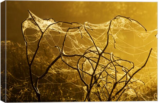 Spiders art. Canvas Print by Ashley Cooper