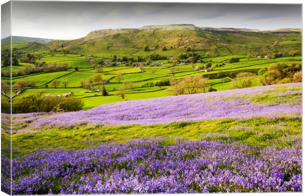 Austwick Spring. Canvas Print by Ashley Cooper