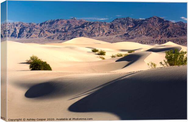 Dunes Canvas Print by Ashley Cooper