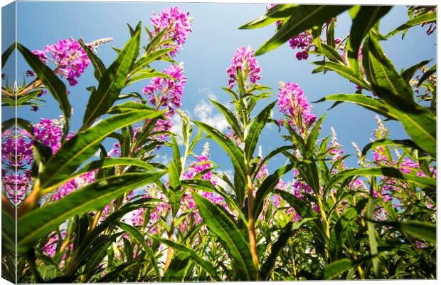 Willowherb Canvas Print by Ashley Cooper