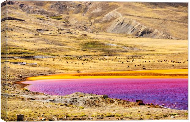 Pink pond Canvas Print by Ashley Cooper