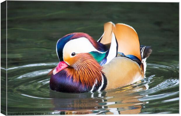 Mandarin Canvas Print by Ashley Cooper