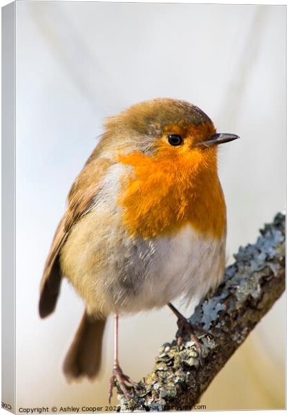 A small bird sitting on a branch Canvas Print by Ashley Cooper