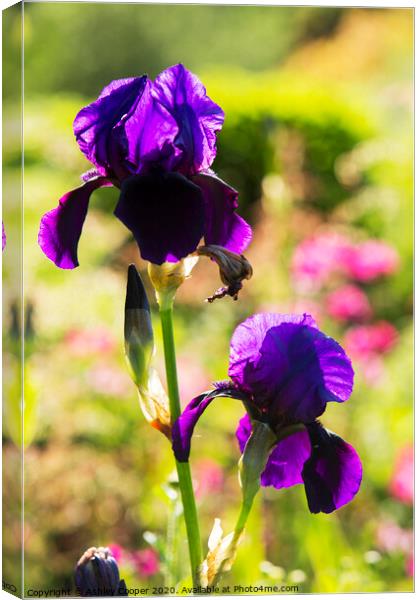 Purple Iris Canvas Print by Ashley Cooper