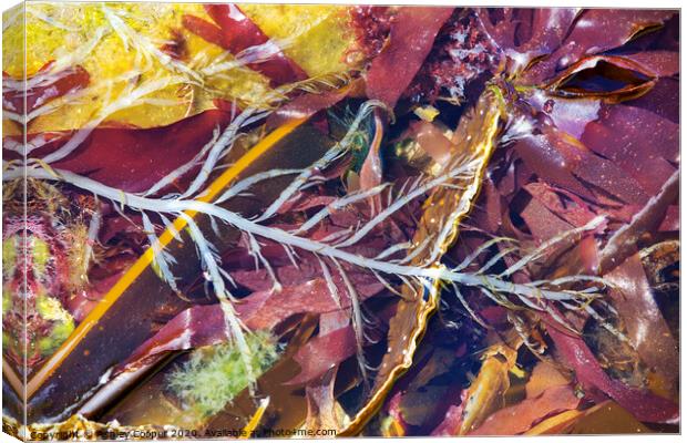 seaweed Canvas Print by Ashley Cooper