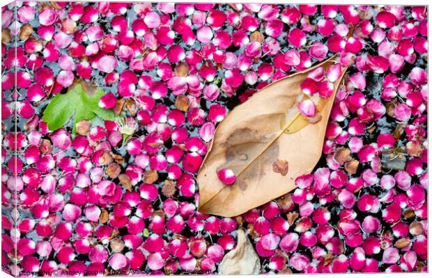 pink petal pond Canvas Print by Ashley Cooper
