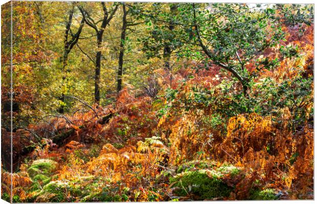 Colours of autumn Canvas Print by Ashley Cooper