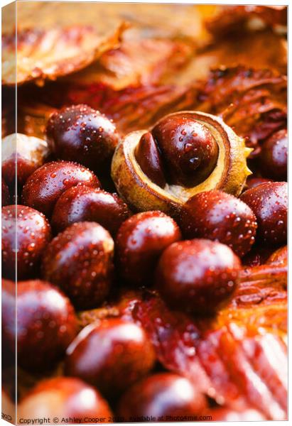 conkers Canvas Print by Ashley Cooper
