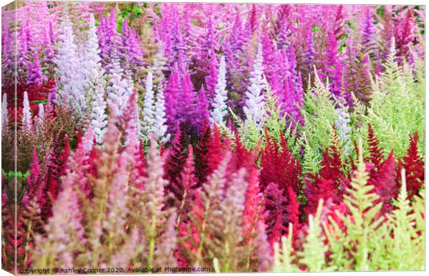Astilbe collection. Canvas Print by Ashley Cooper