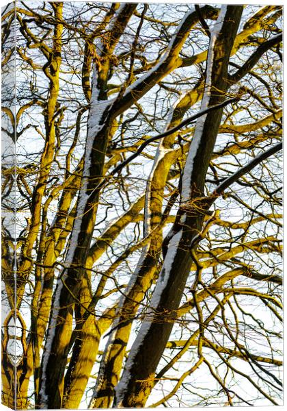Winter Entanglement Canvas Print by Peter Smith