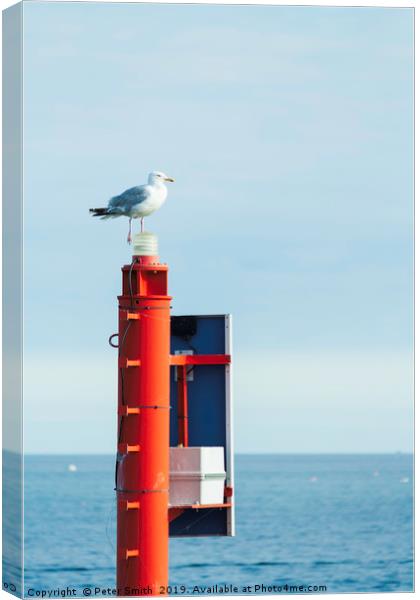 One legged seagull Canvas Print by Peter Smith
