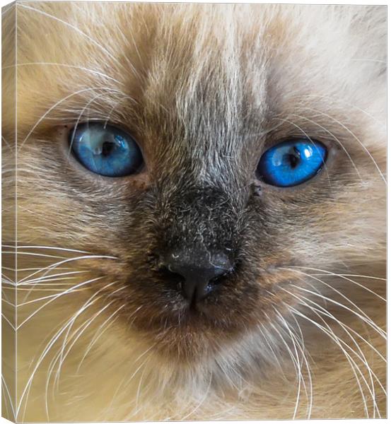 The portrait of Siberian cat with blue eyes Canvas Print by Jelena Maksimova