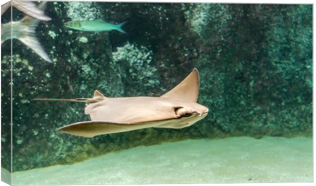 Swimming Cownose ray in turquoise water Canvas Print by Jelena Maksimova