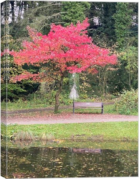 Autumn Colours Canvas Print by sue jenkins