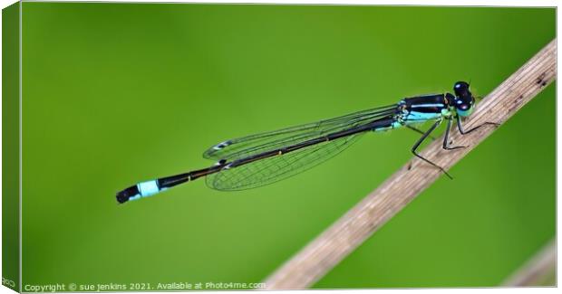 Blue Tail DamselFly Canvas Print by sue jenkins