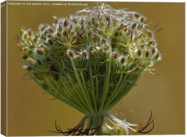 Wild Carrot Canvas Print by sue jenkins