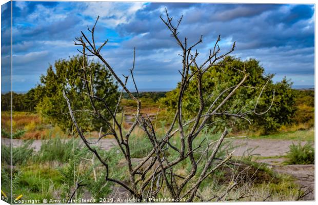 Goodbye Autumn Canvas Print by Amy Irwin-Steens