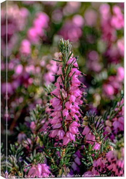 Standing Heather Canvas Print by Amy Irwin-Steens