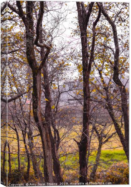 Autumn Stillness Canvas Print by Amy Irwin-Steens