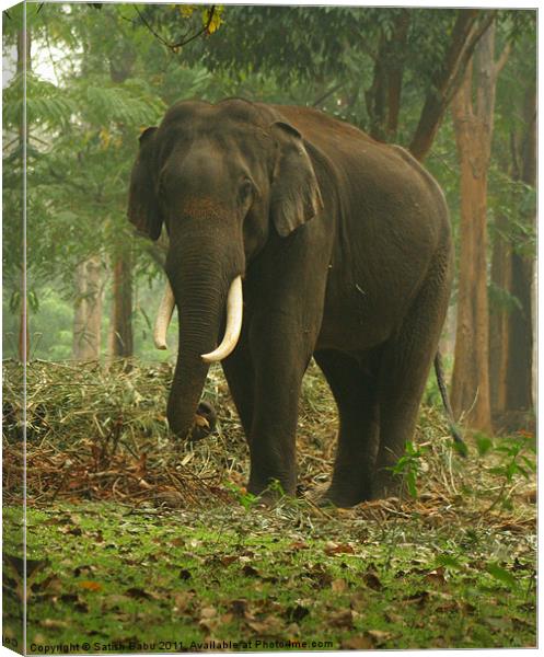 Tusker Canvas Print by Satish Babu