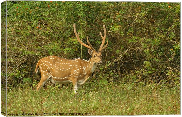 Spotted Deer Canvas Print by Satish Babu