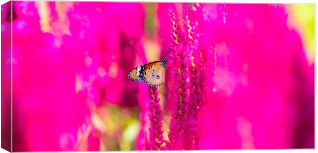 Pink Celosia in Bloom Canvas Print by David Bokuchava