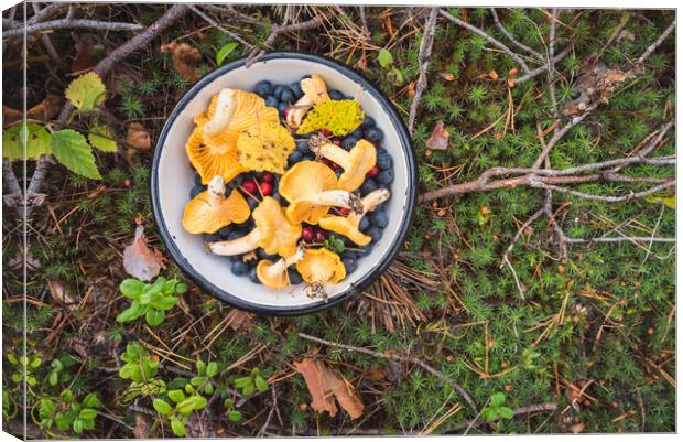 Chanterelles and Wild Berries on Moss. Gifts of Mother Nature Canvas Print by David Bokuchava
