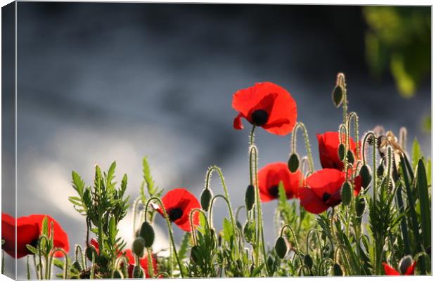 Poppys red Canvas Print by zoe knight