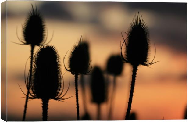 Teasels  Canvas Print by zoe knight