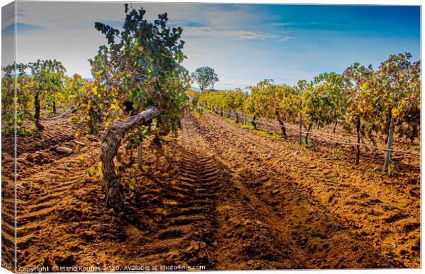 Vineyard plantation foreground. Cuellar. segovia Castile and Leon. Spain Canvas Print by Mario Koufios