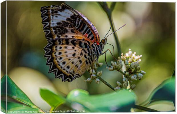 Multicolored butterfly posing on a flower. Canvas Print by Mario Koufios