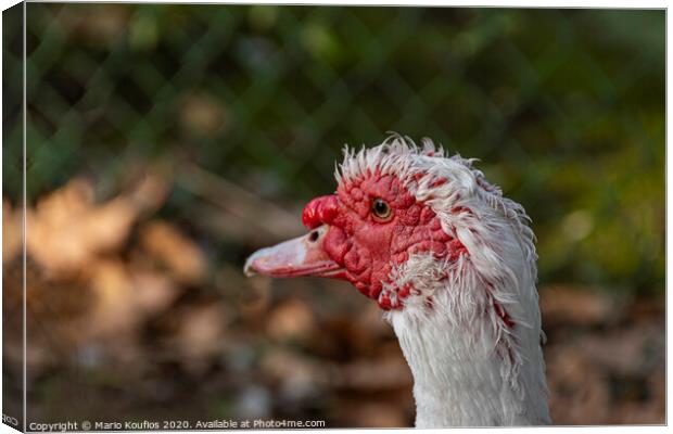 muscovy duck portrait. Aranjuez, Madrid. Spain, Canvas Print by Mario Koufios