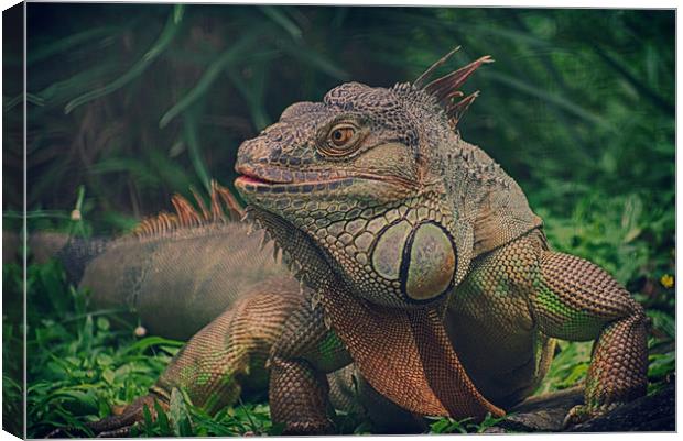 Green Iguana Canvas Print by Mohamed Safeek S