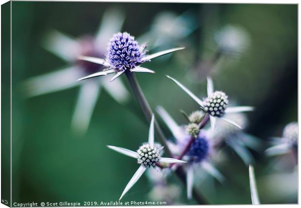 Sea Holly Canvas Print by Scot Gillespie